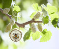 WHITE MULBERRY