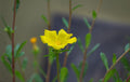 500 Edible Green Purslane Organic Seeds, Portulaca oleracea PT015C