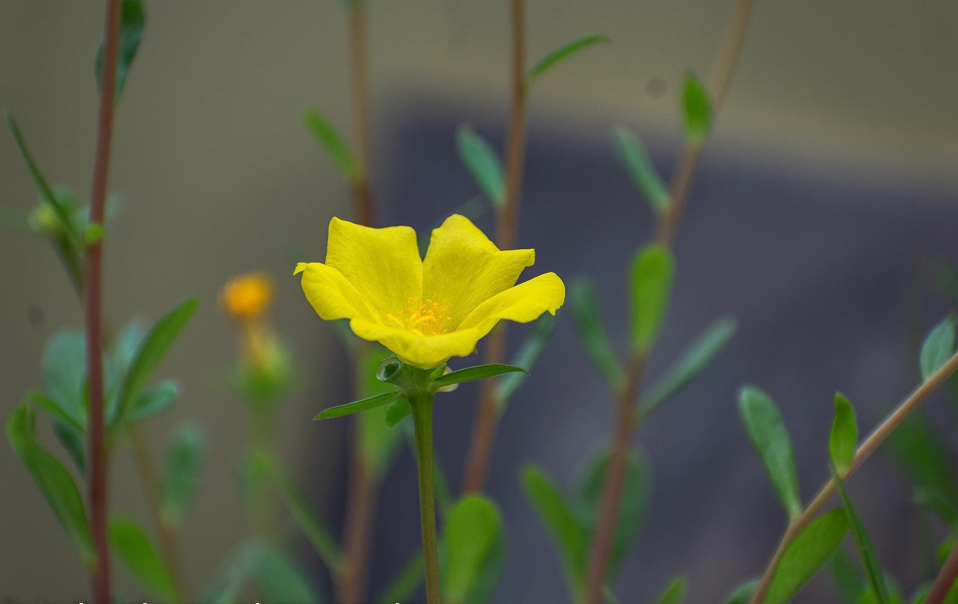 500 Edible Green Purslane Organic Seeds, Portulaca oleracea PT015C