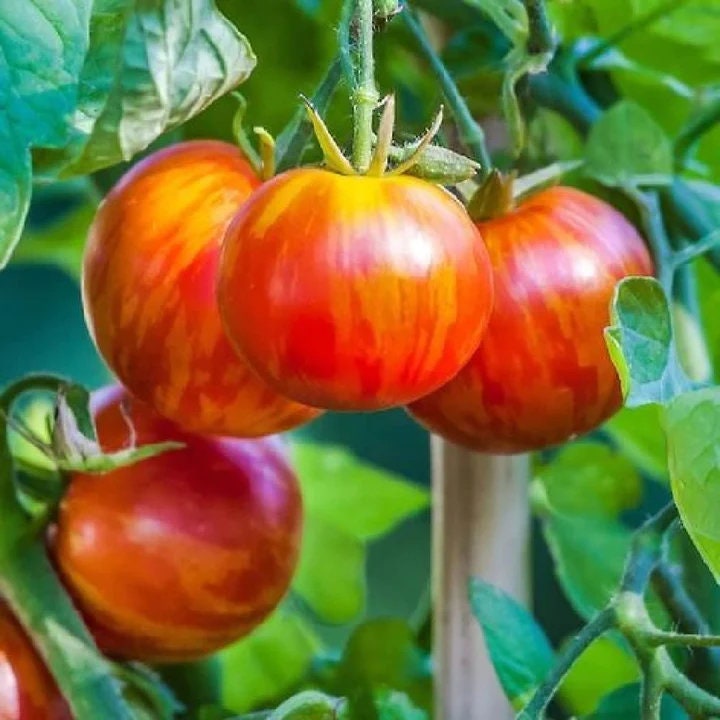 Tigerella Tomato Seeds, Red and Orange, Tiger Stripes, Solanum Lycopersicum LY1220