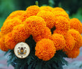 BULK HAWAII MARIGOLD