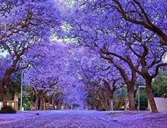 Bulk Empress Tree seeds, Paulownia Tormentosa, Princess Tree, PW011C