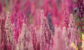 500 Rainbow Quinoa Seeds, Organic Brightest Brilliant, Chenopodium Quinoa CP015C