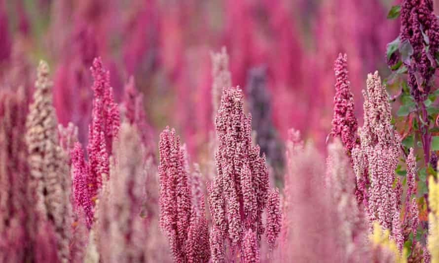 500 Rainbow Quinoa Seeds, Organic Brightest Brilliant, Chenopodium Quinoa CP015C