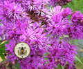 NEW! Prairie Ironweed Seeds, Purple Flowering Native, Vernonia Fasciculata, VE8150