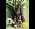 NEW! Black Salsify Seeds, Medieval Food Forest, Scorzonera Hispanica, SC901C