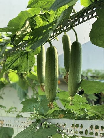 Luffa Seeds, Loofah Gourd, Luffa Cylindrica LU0110
