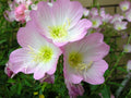 Bulk Moonlight Pink Evening Primrose Seeds, Moonlight garden, Edible, Tea, Showy Oenothera speciosa OE011C