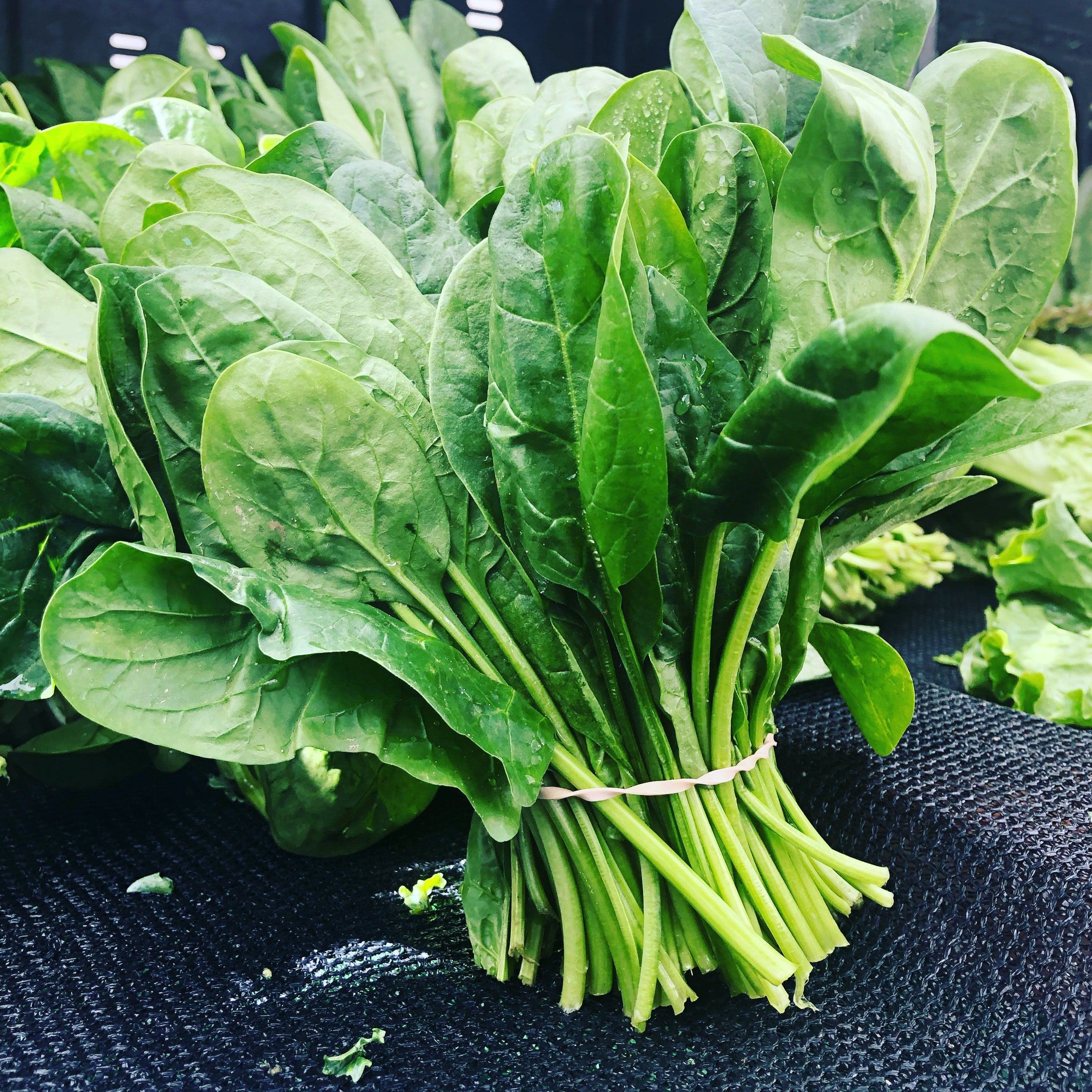 Bulk Heirloom Bloomsdale Spinach Seeds, Spinacia oleracea SP011C