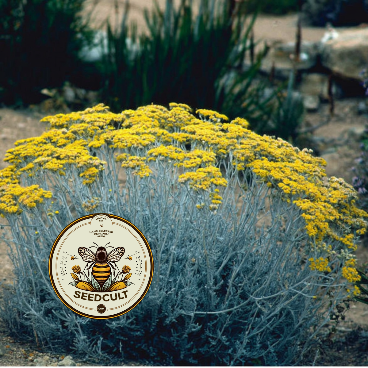 Immortelle, Italian Everlasting, Curry Plant, Silver Foliage, Herb, HL4020