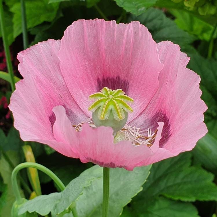 Pink Dawn Floral Poppy Seeds, PS333CR