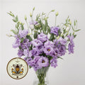 NEW! Lavender Lisianthus, ABC Series, Cut Flowers, Eustoma Grandiflorum, EU5120P