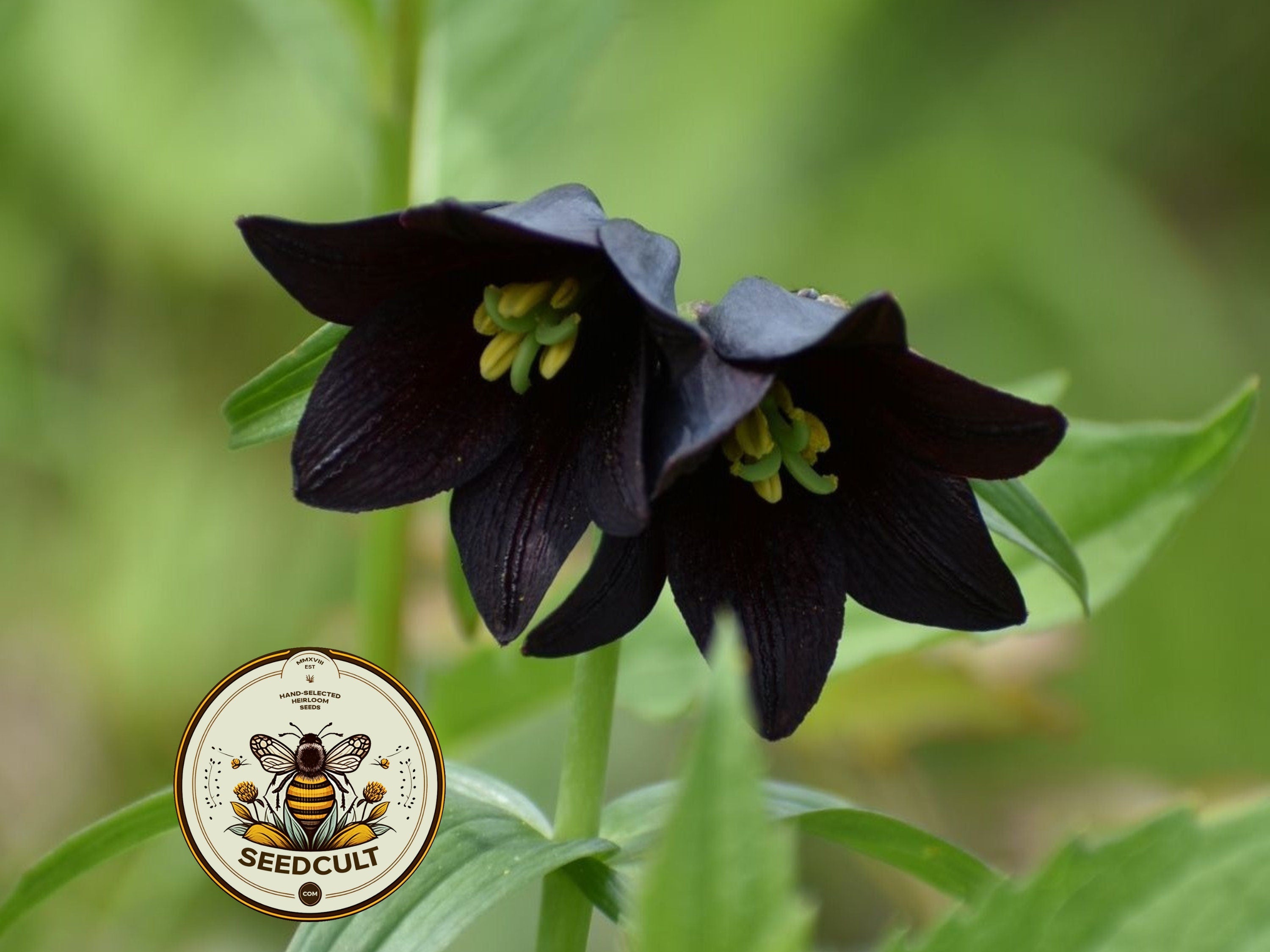 Chocolate Lily Seeds, Frittilaria Camschatcensis FR3010