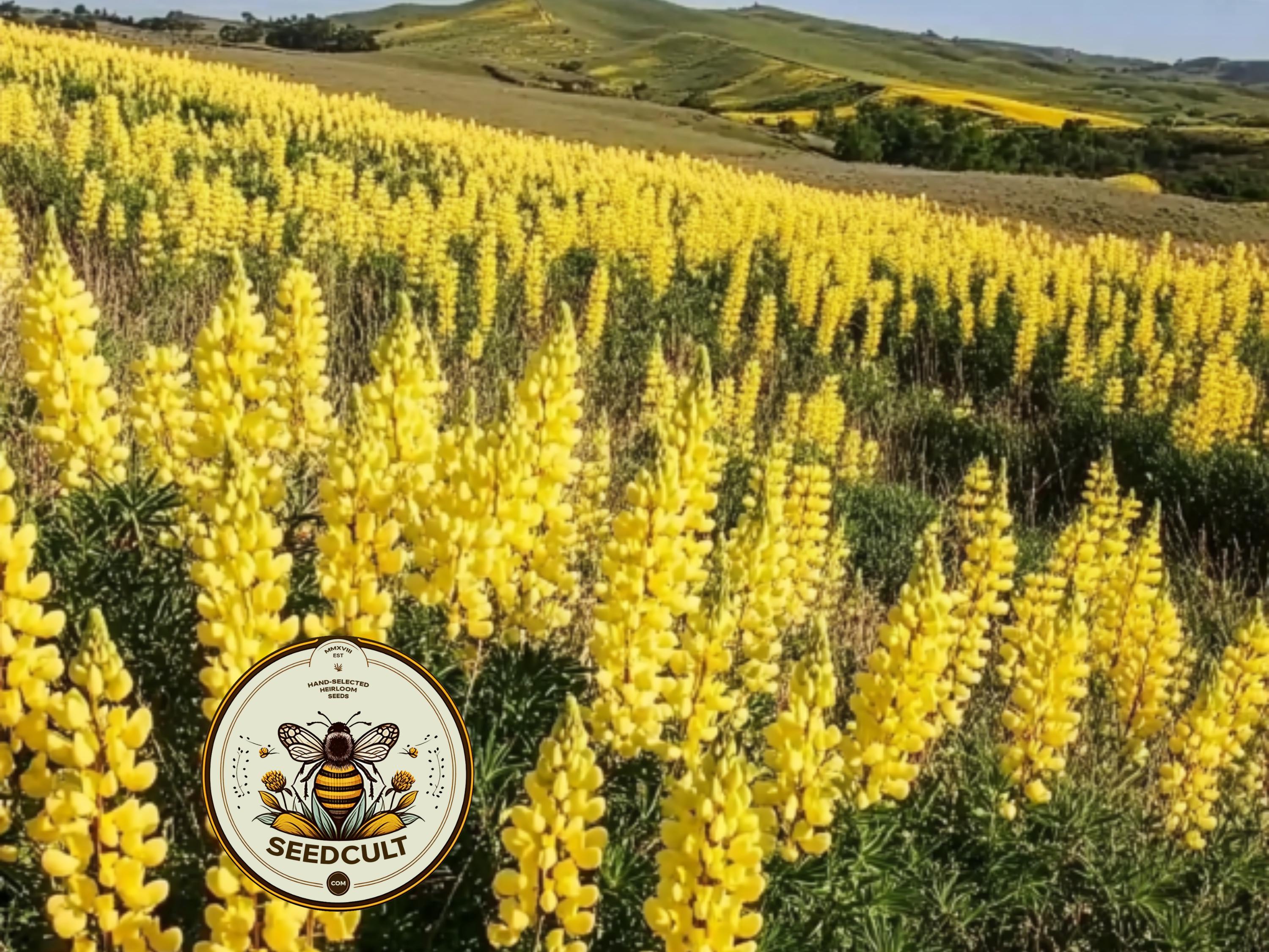 Golden Lupine Seeds, California Native, Lupinus Densiflorus Aurea, Rare Seeds, LP0625