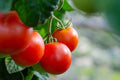 Bulk Floradade Tomato Seeds, Solanum Lycopersicum LY2950