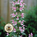 WHORLFLOWER, RARE, PINK SPIKES, MORINA LONGIFOLIA