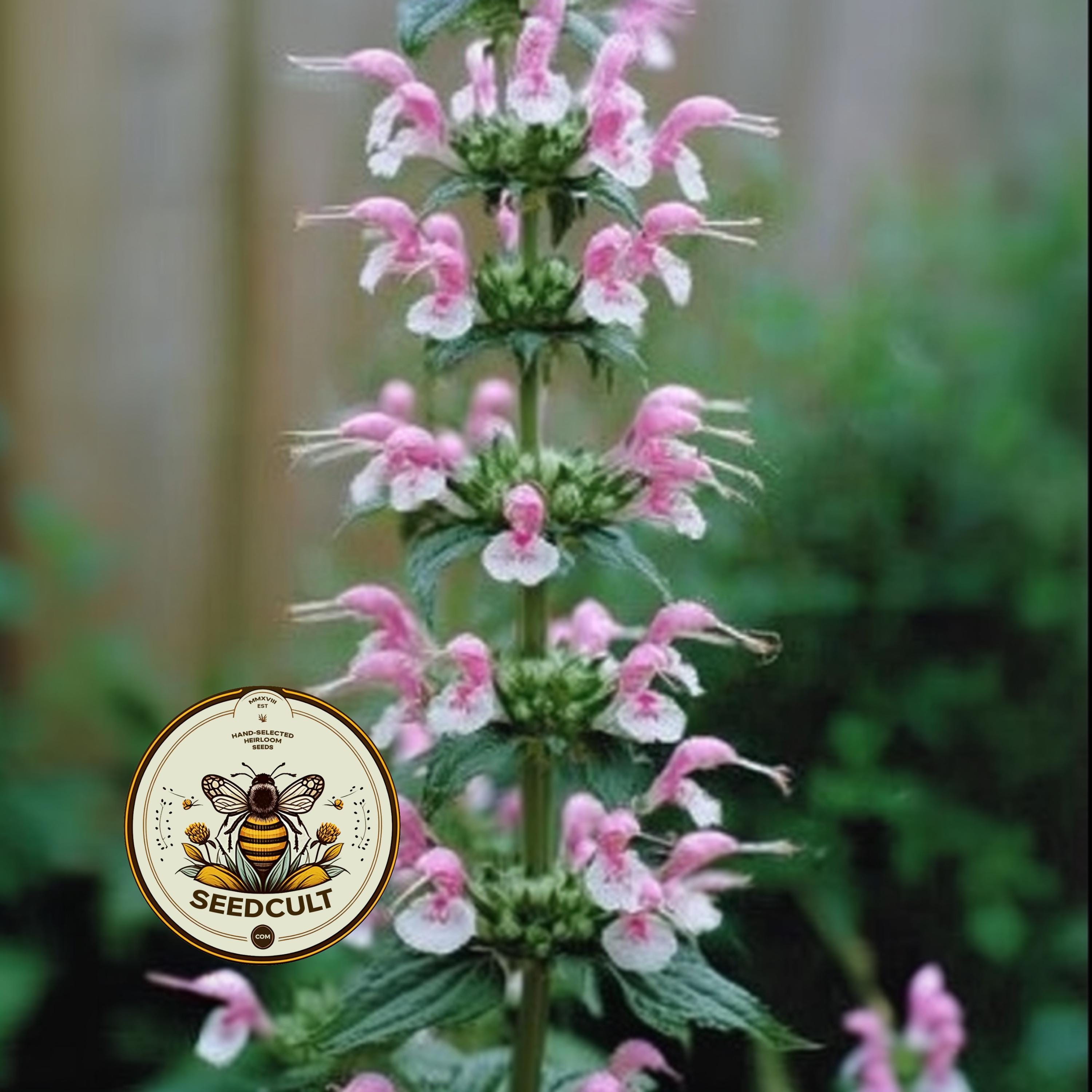 WHORLFLOWER, RARE, PINK SPIKES, MORINA LONGIFOLIA