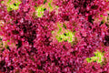 Bulk Organic Ruby Red Leaf Lettuce Seeds, Lactuca Sativa LC033C