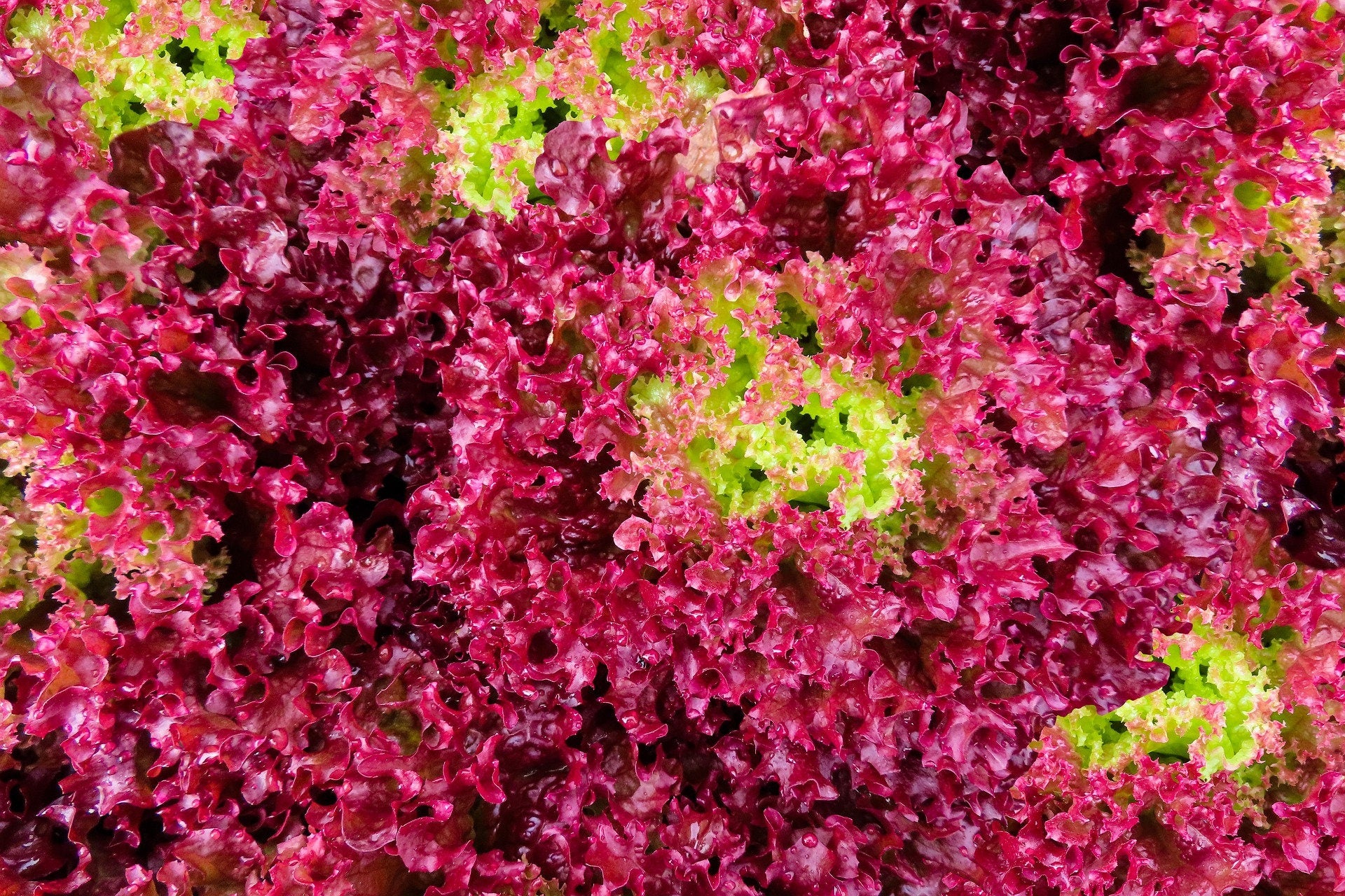 Bulk Organic Ruby Red Leaf Lettuce Seeds, Lactuca Sativa LC033C