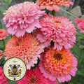 Pink Cupcakes Mix Zinnia Seeds, Zinnia Elegans ZE3125