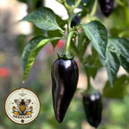 Organic Black Jalape√±o Seeds, Hot Peppers, Jalapeno, Capsicum Annuum CH0910