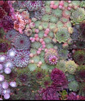 100 Mixed Sempervivum SEEDS, Hens and Chicks Succulents, Hybrid Random assortment, surprise plants SH011C