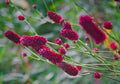 Great Burnet Seeds, Sanguisorba Officinalis SN0120