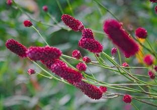 Great Burnet Seeds, Sanguisorba Officinalis SN0120
