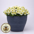 Madness Yellow Petunia Seeds, Pelleted for easier sowing and germination, Petunia Hybrida PE7125P