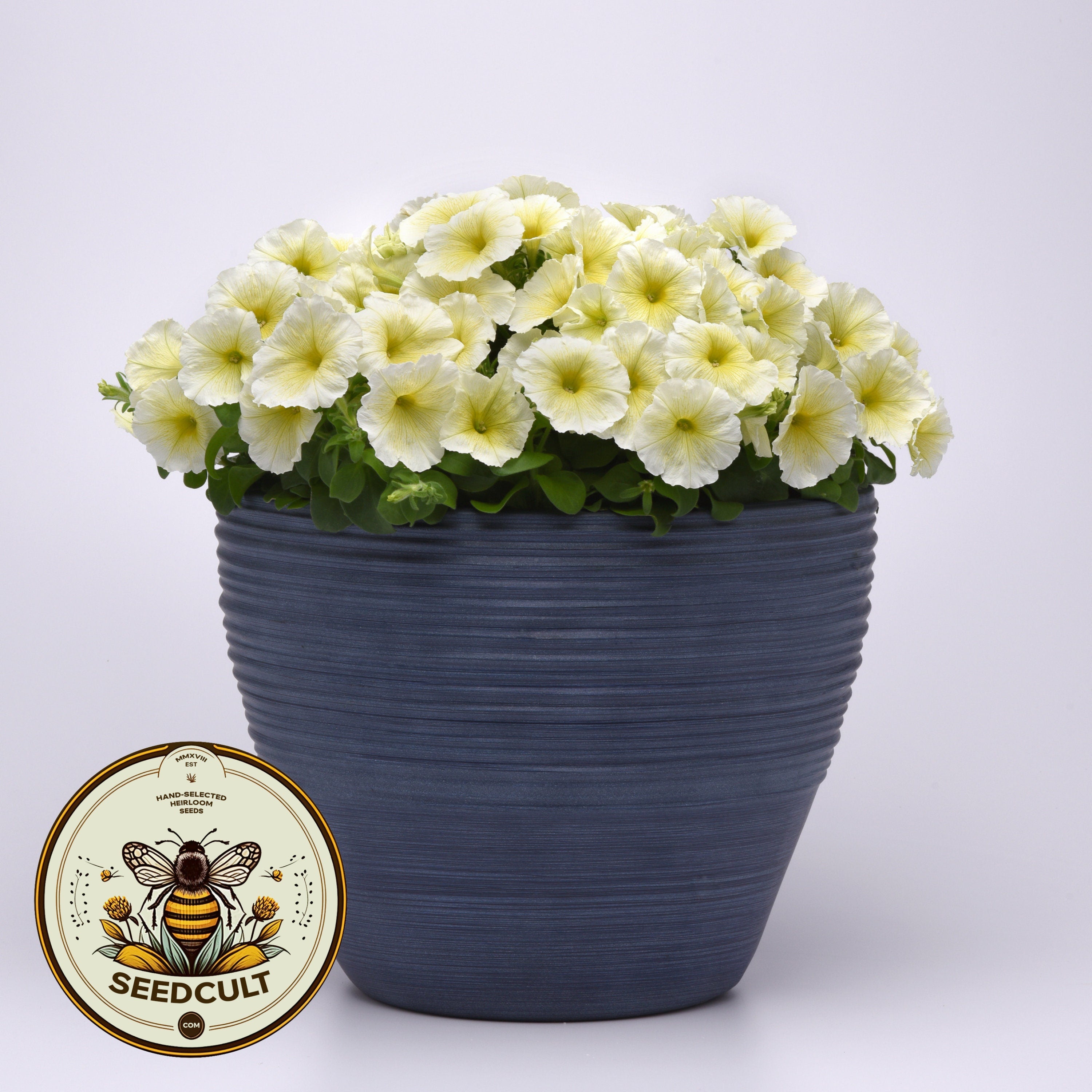 Madness Yellow Petunia Seeds, Pelleted for easier sowing and germination, Petunia Hybrida PE7125P