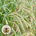 Canada Wild Rye Grass Seeds, US Native, Elymus Canadensis, EL011C