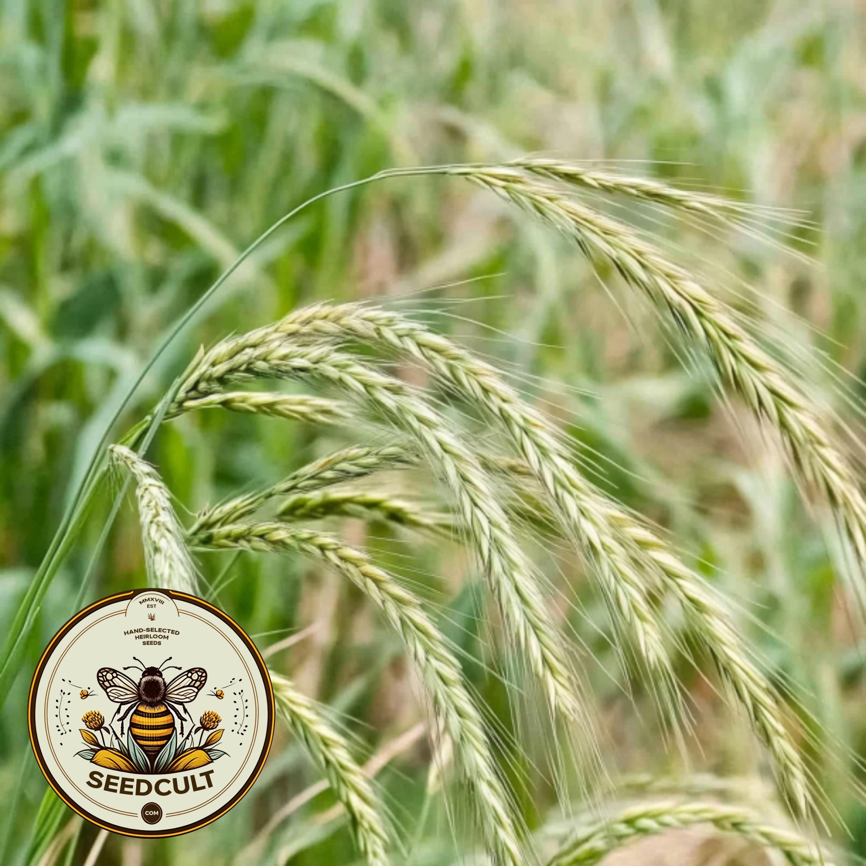 Canada Wild Rye Grass Seeds, US Native, Elymus Canadensis, EL011C