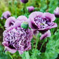 50 Lavender Dress Floral Poppy Seeds, PS3850R