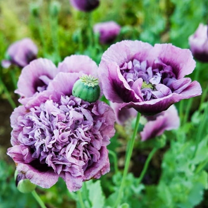 50 Lavender Dress Floral Poppy Seeds, PS3850R
