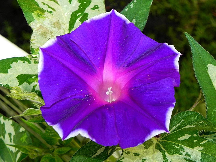 Variegated Foliage Sun Smile Violet Morning Glory Ground Cover Seeds, Not a vine! Ipomoea Purpurea IP1410