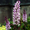 50 Chilean Bridal Wreath Seeds, Pink Giant Bridal Wreath, Francoa Sonchifolia FR8050