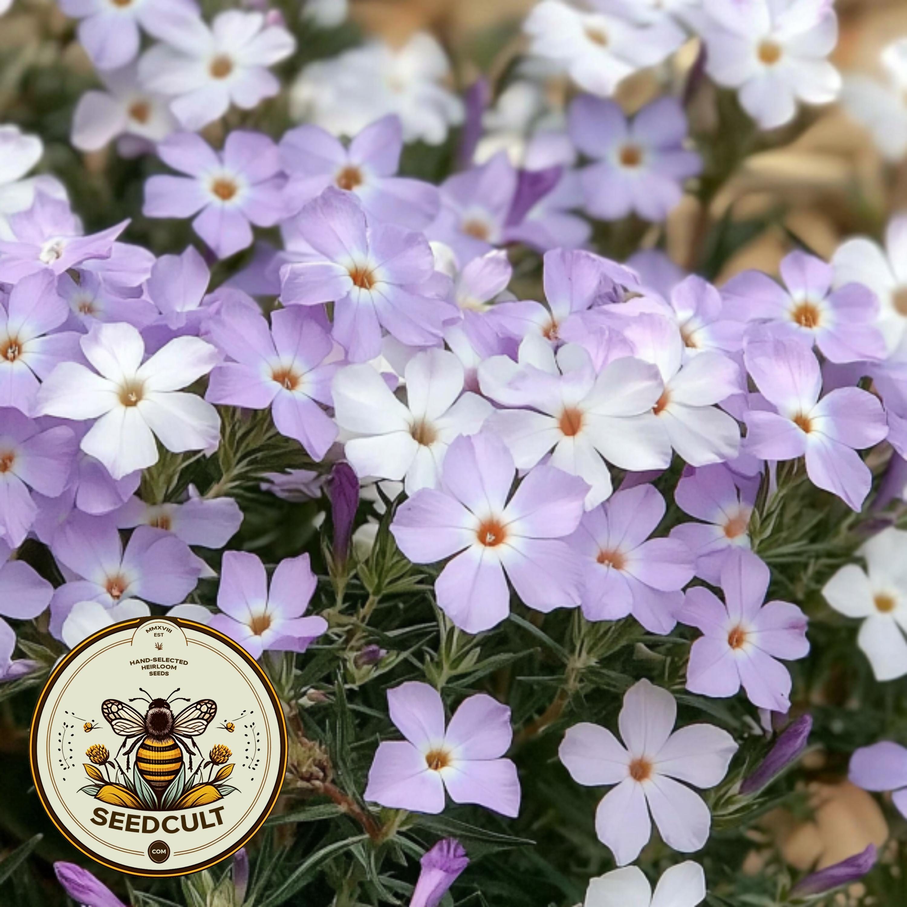 Mountain Phlox Seeds, California Native Plant, Linanthus Grandiflorus ...