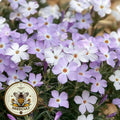 Mountain Phlox Seeds, California Native Plant, Linanthus Grandiflorus, LI605C