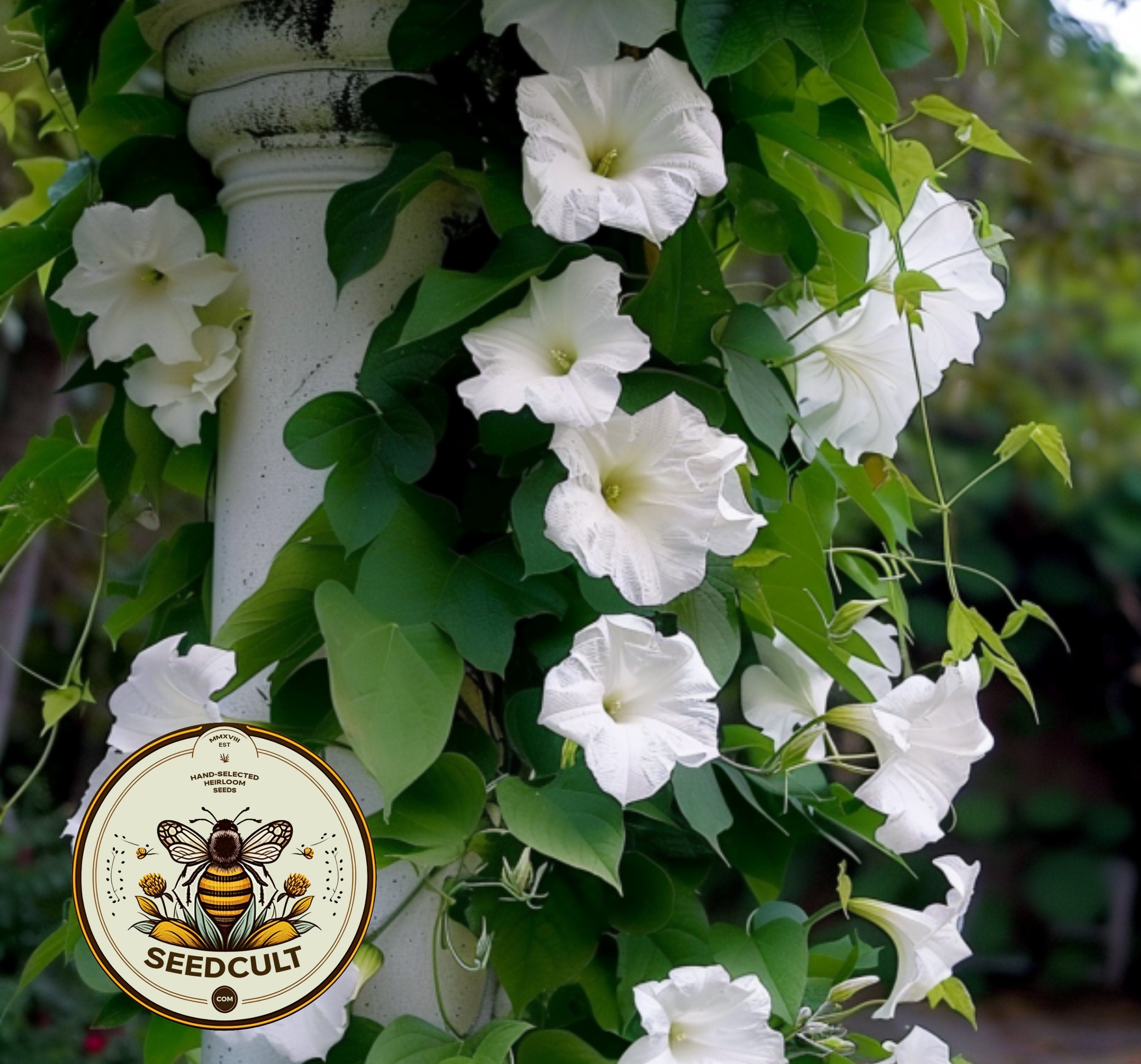 Fragrant Moon Vine, Night Blooming Moon Flower, Night Glory Seeds, White Ipomoea Alba IP0715