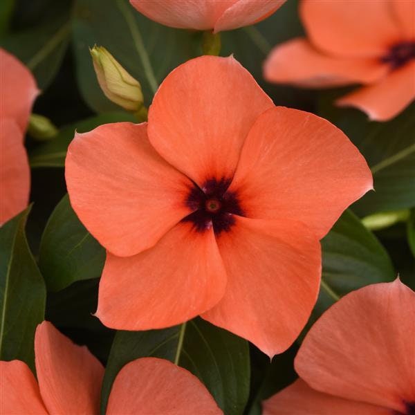 Orange Tattoo Vinca Seeds, Periwinkle, Catharanthus Roseus, Madagascar Periwinkle, VN1610