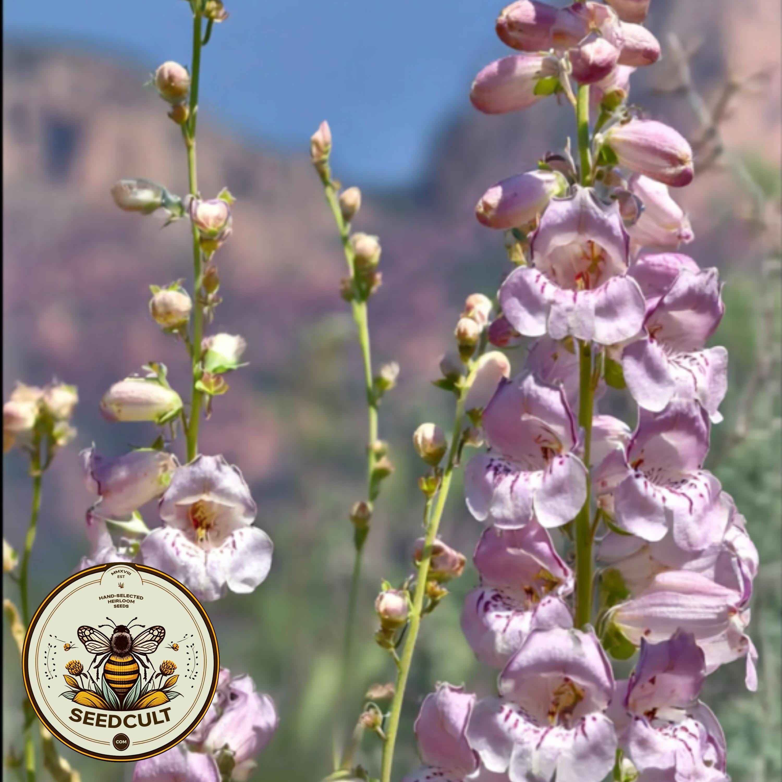 NEW! Palmer's Penstemon, Wild Snapdragon, Native Wildflowers, Penstemon Palmeri, PT4250