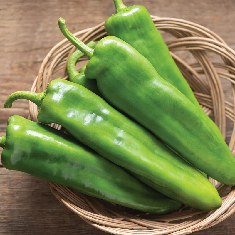 Anaheim Pepper / Capsicum annuum