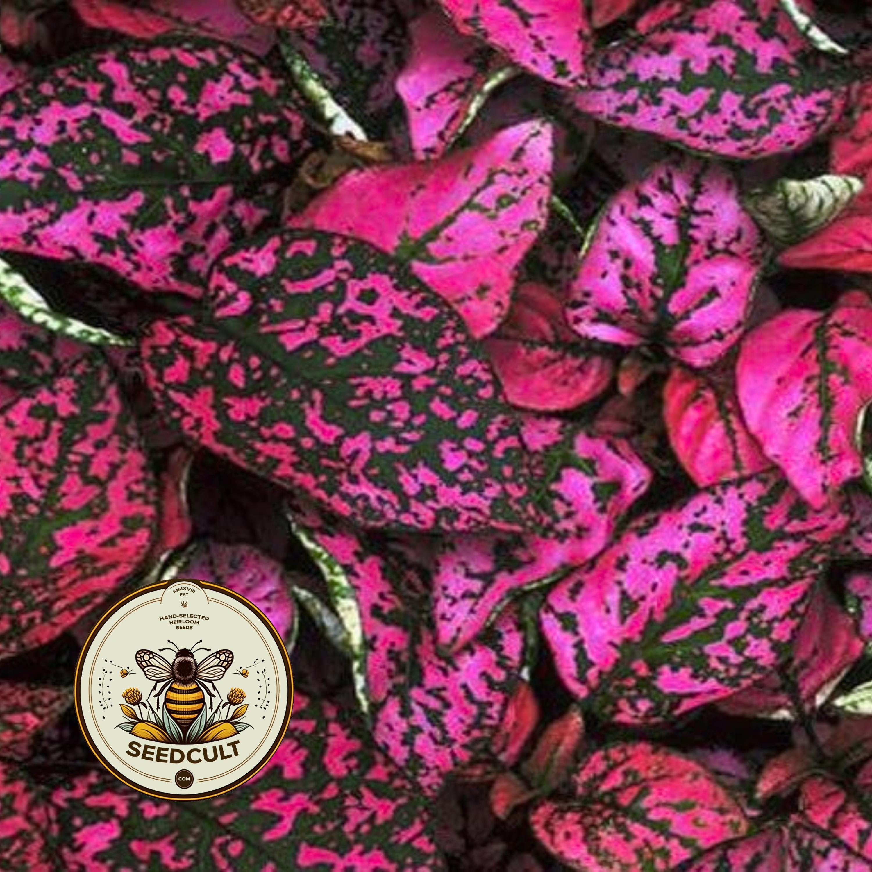 Rose Polka Dot Plant Seeds, Indoor Live House Plant Seeds, Hypoestes Phyllostachya, Perennial HY0310