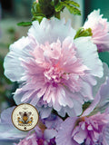 NEW! Lilac Spring Celebrities Hollyhock Seeds, Alcea Rosea AL9010