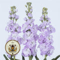 New! Marine Stock Seeds, Early Iron Marine II, Highly fragrant Column Stock, Matthiola Incana MA1650