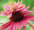 Double Decker Echinacea Seeds, Coneflower, Medicinal Plants, Flowers, Herbs EC0210