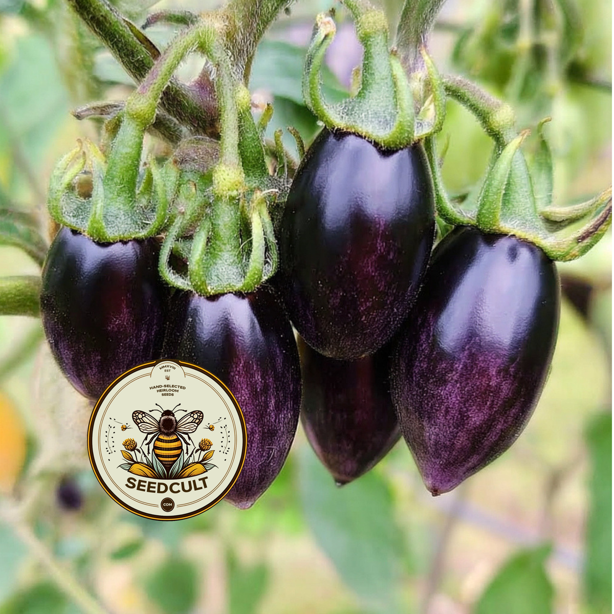 Brad's Atomic Grape Tomato Seeds, LY4620