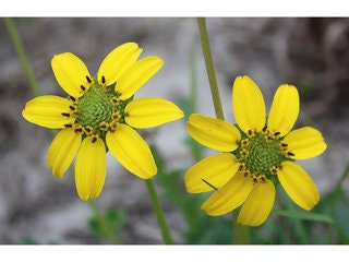 Florida Greeneyes Seeds, Greeneyes, Florida, Alabama, Georgia Native, Berlandiera Subacaulis, BL0225