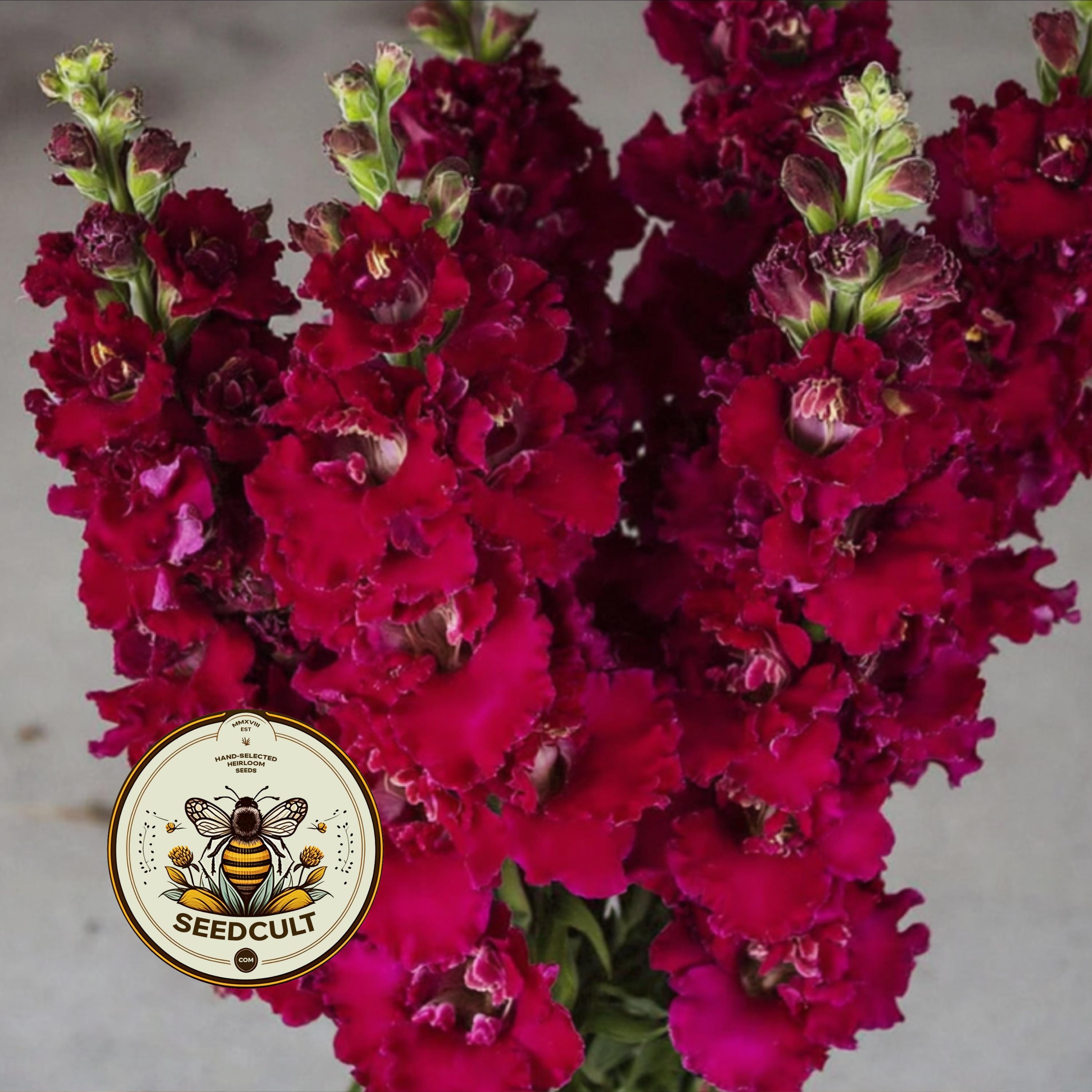 MADAME BUTTERFLY RED SNAPDRAGON