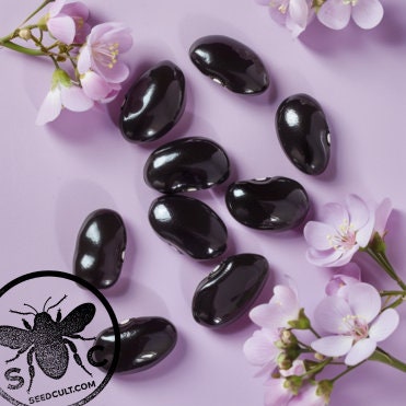 Cherokee Trail of Tears Beans Seeds, Phaseolus vulgaris PV0720
